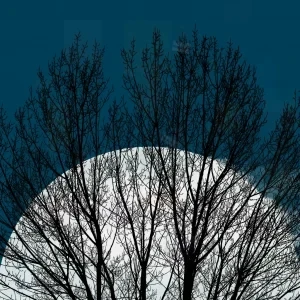 درخت سیاه بدون برگ در برابر هاله‌ای سفید در آسمان آبی شب